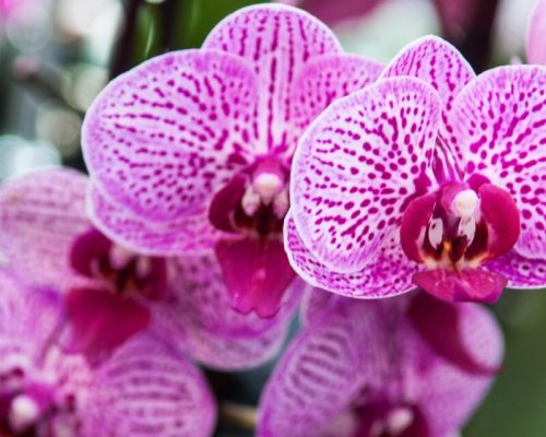 Ribeirão Preto recebe Festival das Orquídeas com entrada gratuita, workshops e flores diretos de Holambra