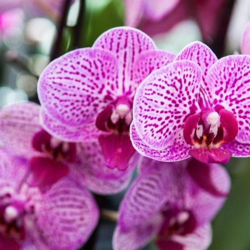 Ribeirão Preto recebe Festival das Orquídeas com entrada gratuita, workshops e flores diretos de Holambra