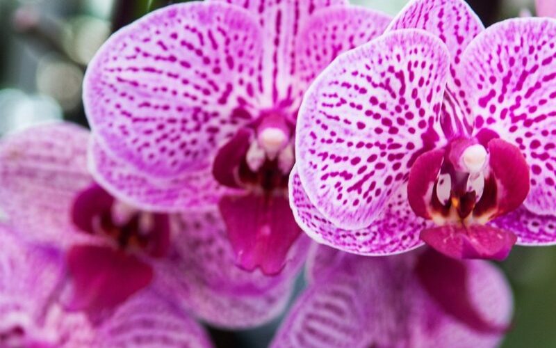 Ribeirão Preto recebe Festival das Orquídeas com entrada gratuita, workshops e flores diretos de Holambra