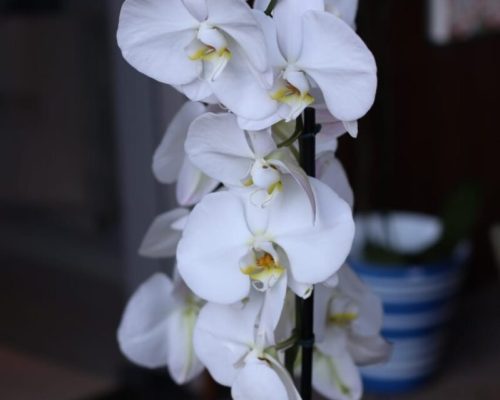 Uma das maiores floristas do Brasil ministra workshop gratuito no Festival das Orquídeas em Ribeirão Preto