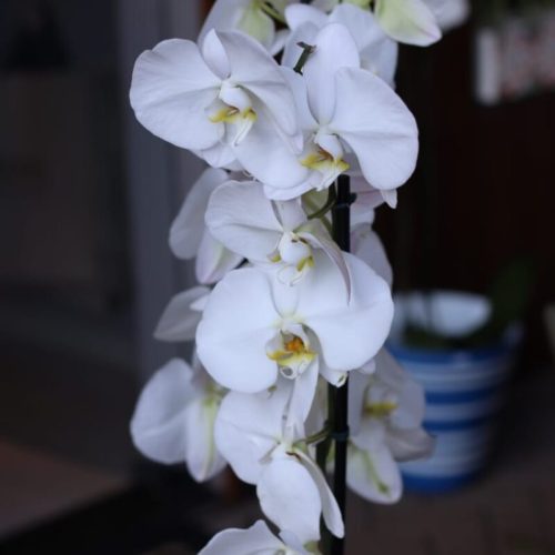 Uma das maiores floristas do Brasil ministra workshop gratuito no Festival das Orquídeas em Ribeirão Preto