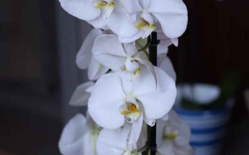 Uma das maiores floristas do Brasil ministra workshop gratuito no Festival das Orquídeas em Ribeirão Preto