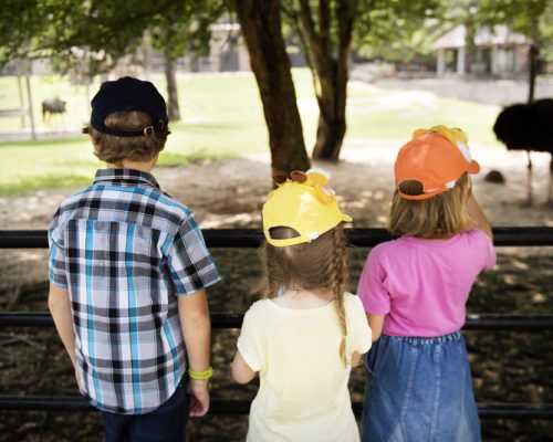 Rear view of caucasian siblings enjoying the zoo together