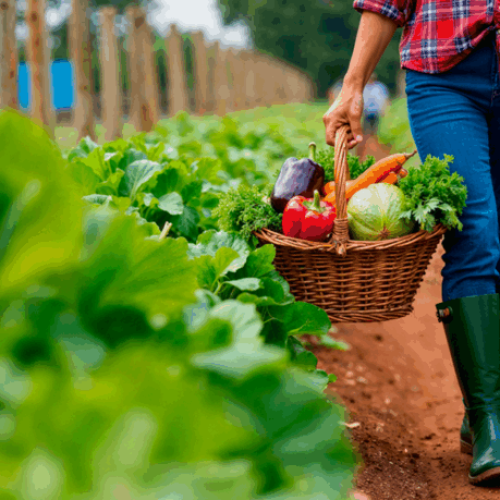 “Fertilizantes melhoram a saúde não só das plantas, mas também do homem”, afirma especialista