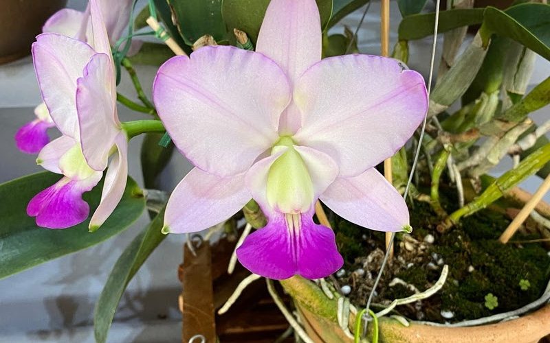 7º Festival de Orquídeas e Suculentas reforça tradição e apresenta mais de 10 mil plantas em Ribeirão Preto