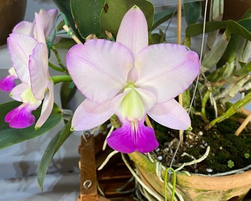 61ª Exposição Nacional de Orquídeas reforça tradição em Ribeirão Preto com mostra especial e entrada gratuita