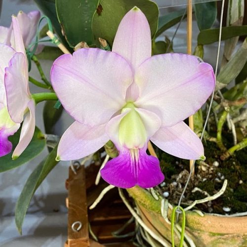 61ª Exposição Nacional de Orquídeas reforça tradição em Ribeirão Preto com mostra especial e entrada gratuita