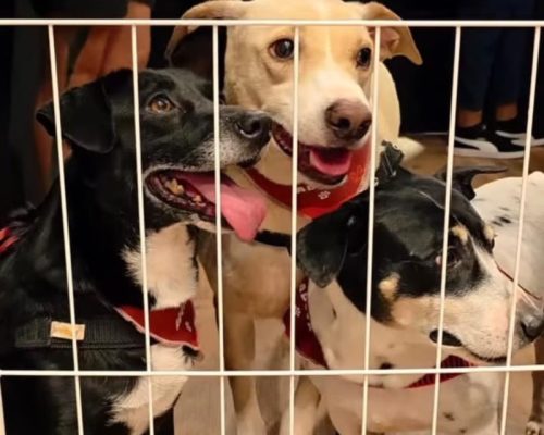 Feira de Adoção de Cães e Gatos acontece neste domingo no Novo Shopping