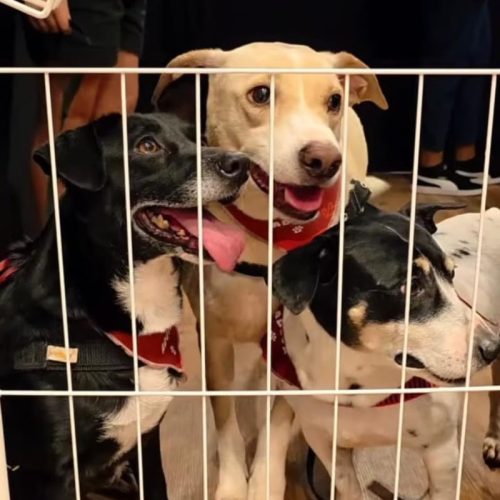 Feira de Adoção de Cães e Gatos acontece neste domingo no Novo Shopping