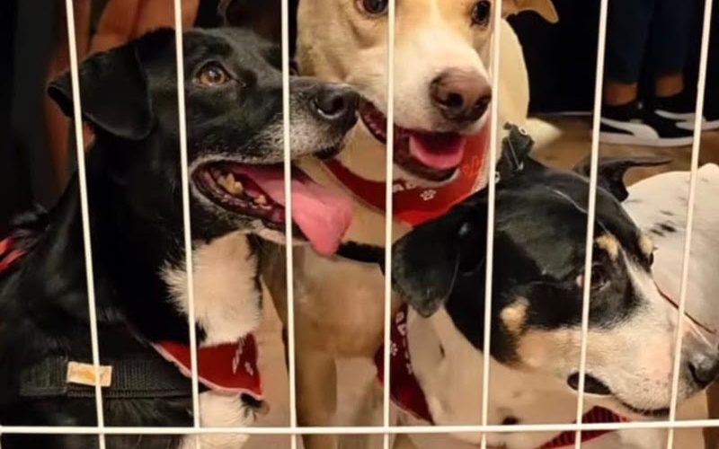 Feira de Adoção de Cães e Gatos acontece neste domingo no Novo Shopping
