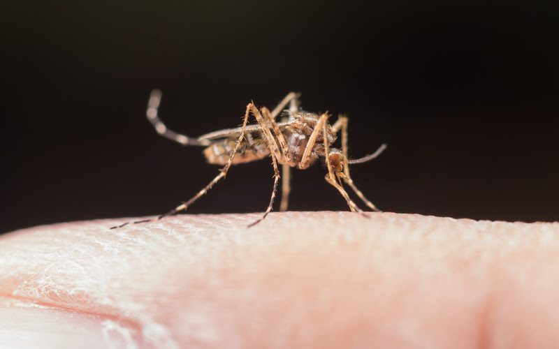 Mosquito macro photography