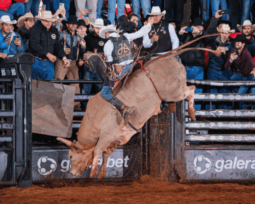 Valiosos e bem cotados, touros são recebidos como estrelas na Festa do Peão de Barretos