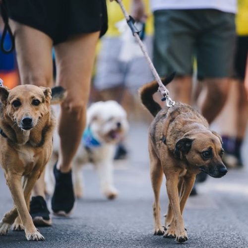 ShoppingSantaÚrsula é ponto de encontro da 2ª Cãominhada, em Ribeirão Preto