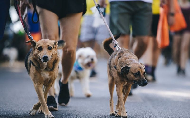 ShoppingSantaÚrsula é ponto de encontro da 2ª Cãominhada, em Ribeirão Preto